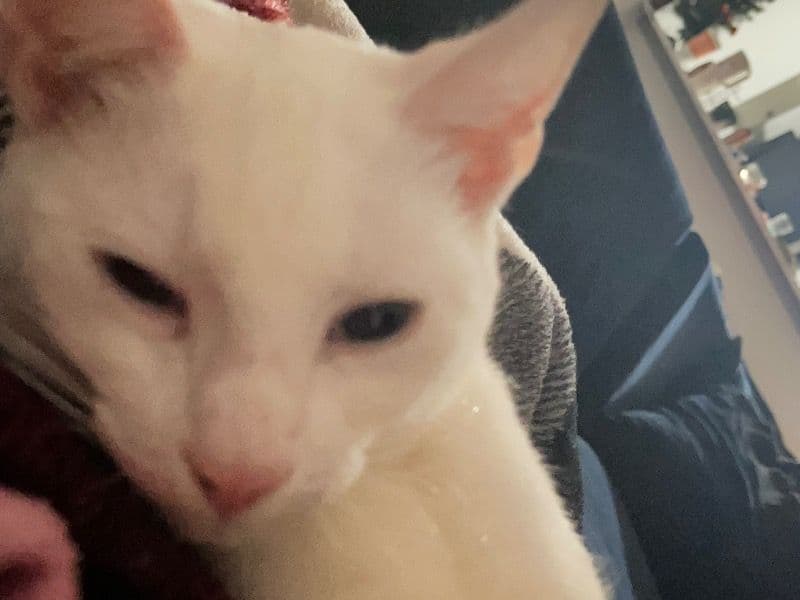 American Longhair 10 months old male named Xanny (can Change) for sale in Nueces County, Texas | Petmeetly