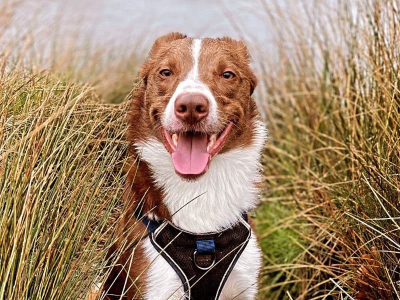 Border Collie 3 years 7 months old male medium named Benji for breeding in Surrey, England | Petmeetly