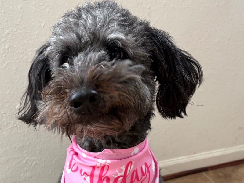 Aussiedoodle 3 years old female medium named Klohi for breeding in Newport News, Virginia | Petmeetly