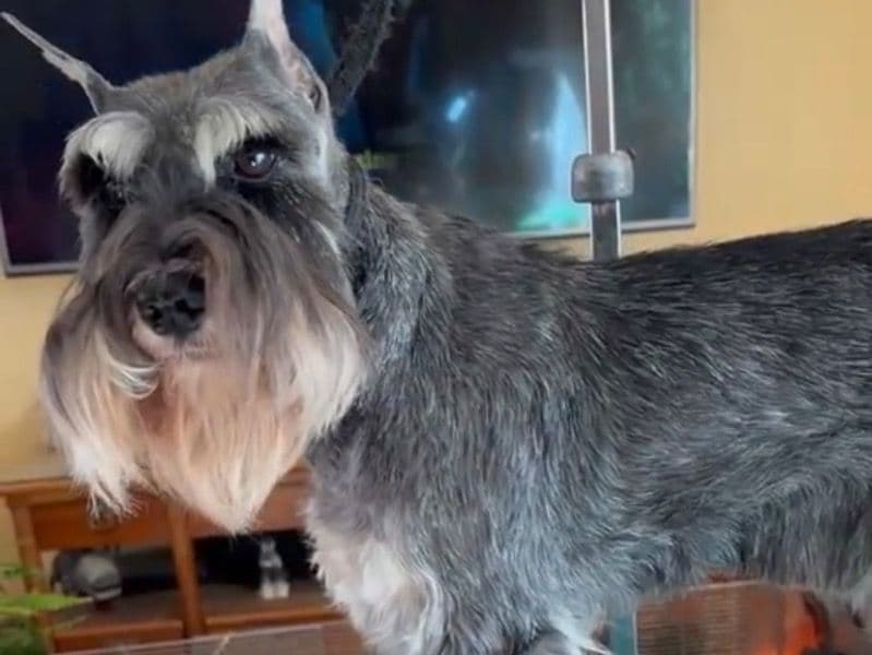Standard Schnauzer 2 years 7 months old female medium named Bolt for breeding in Jonesville, Louisiana | Petmeetly