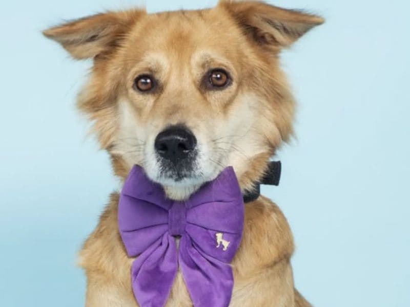 Golden Shepherd 7 years 4 months old male medium named Joey for breeding in Nagpur Division, Maharashtra | Petmeetly