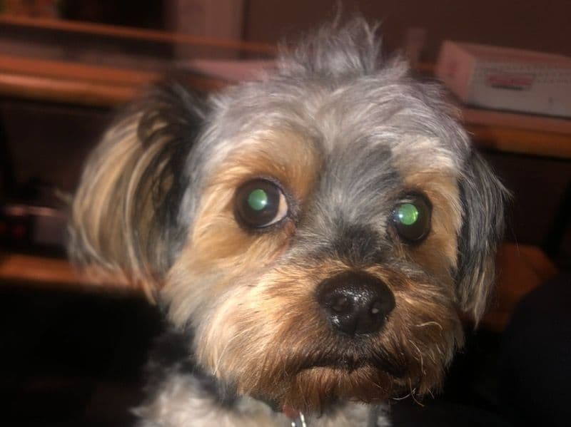 Brownie primary photo