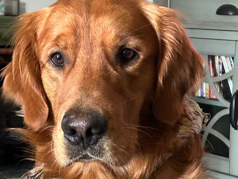 Golden Retriever 2 years 1 month old male large named Hank for breeding in Missoula County, Montana | Petmeetly