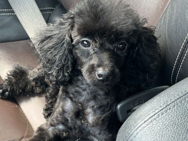 Toy Poodle 8 months old female small named Ladybug for breeding in Shelby County, Tennessee | Petmeetly