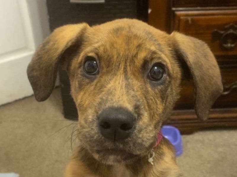 English Golden Retriever 10 months old female large named Nala for breeding in Woodbury County, Iowa | Petmeetly