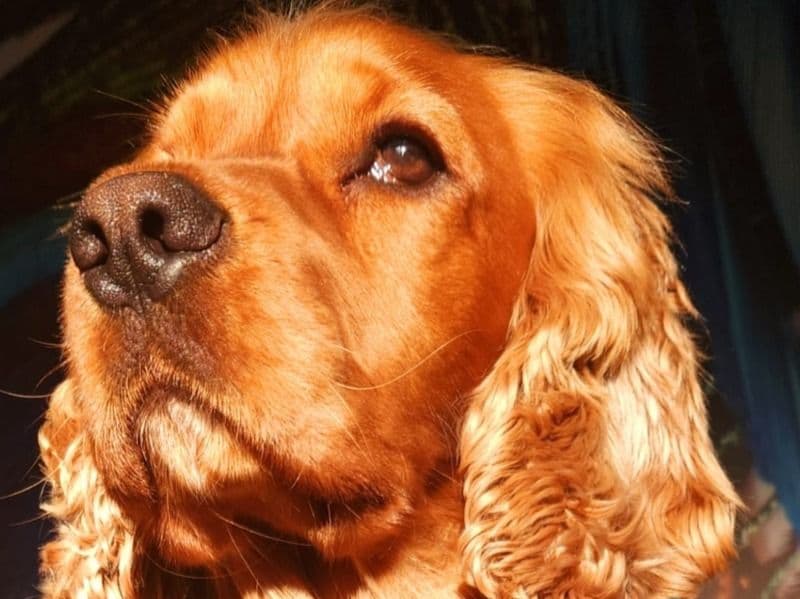 English Cocker Spaniel 4 years 5 months old male medium named Deva for breeding in Greater London, England | Petmeetly