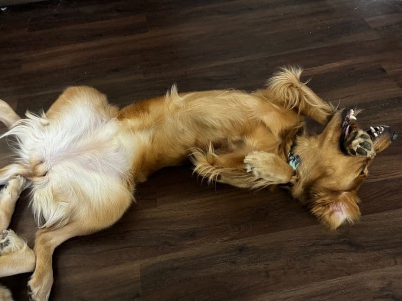 Golden Retriever 3 years 4 months old female large named Emerald for breeding in Philadelphia County, Pennsylvania | Petmeetly