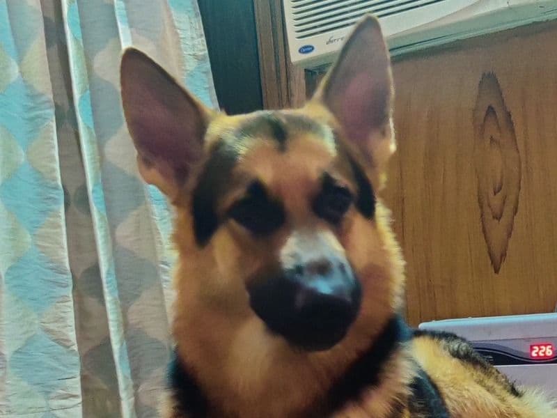 German Shepherd 2 years 6 months old male large named Guru for breeding in Prayagraj Division, Uttar Pradesh | Petmeetly