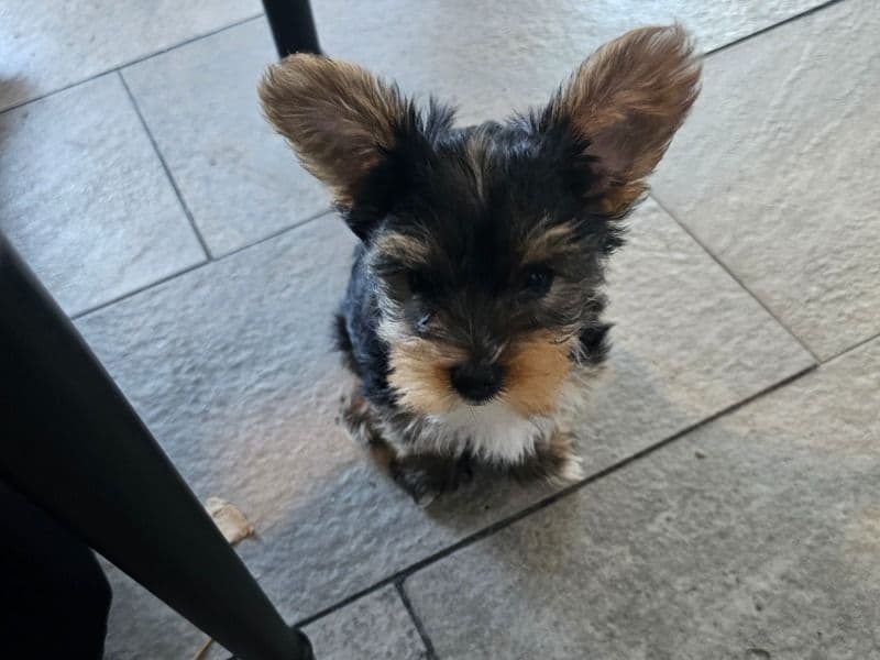 Yorkshire Terrier 2 months old male small named Douglas for sale in Brevard County, Florida | Petmeetly