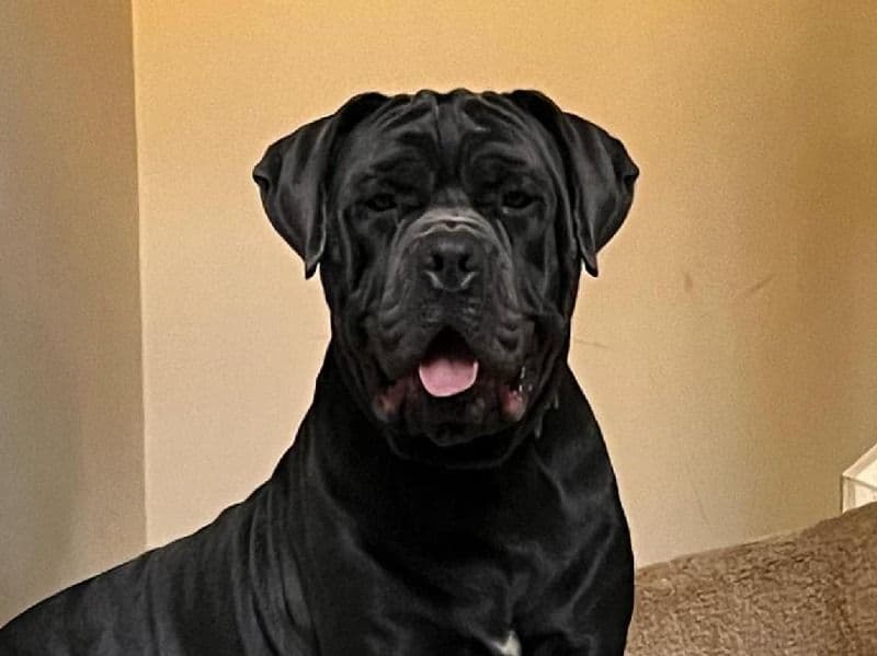 Cane Corso 2 years 2 months old male extra large named Kane for breeding in Muscogee County, Georgia | Petmeetly