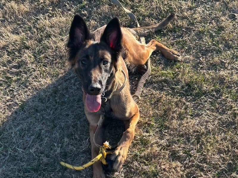 Belgian Malinois 1 year 5 months old female large named Truma for breeding in Missouri | Petmeetly