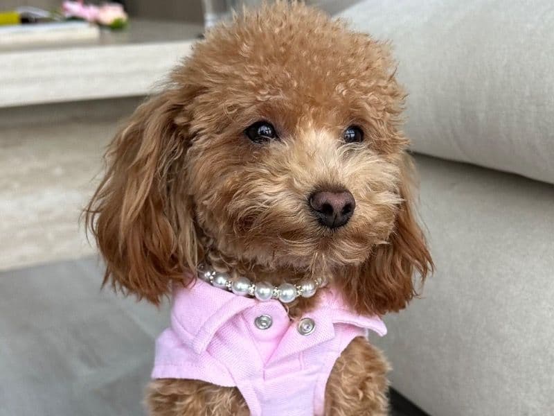 Toy Poodle 1 year 9 months old female small named Dulce for breeding in Westchester County, New York | Petmeetly