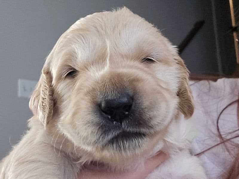 Golden Retriever 1 month old male large named Puppy Boy for breeding in Stafford County, Virginia | Petmeetly
