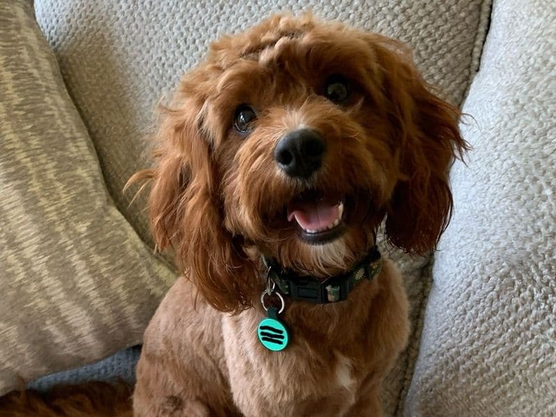 Cavapoo (Cavadoodle) 2 years 4 months old female medium named Zinnia for breeding in Spartanburg County, South Carolina | Petmeetly