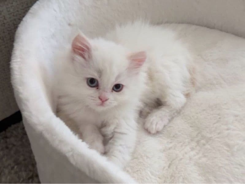 Ragdoll 3 months old female named Elsa for sale in Illinois | Petmeetly