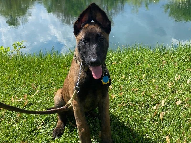 Belgian Malinois 10 months old male large named Grim for breeding in Hamilton County, Ohio | Petmeetly