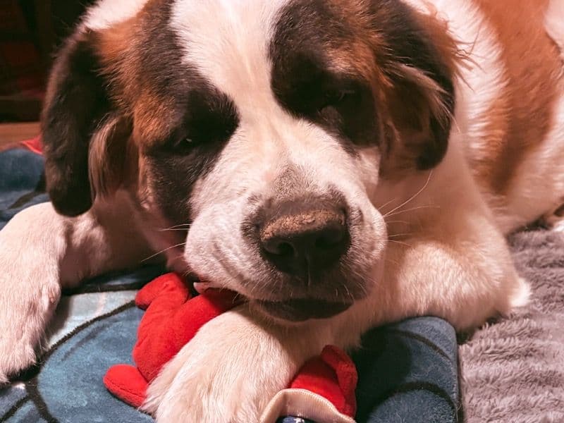 Saint Bernard 2 years old female extra large named Daisy for breeding in Bernalillo County, New Mexico | Petmeetly