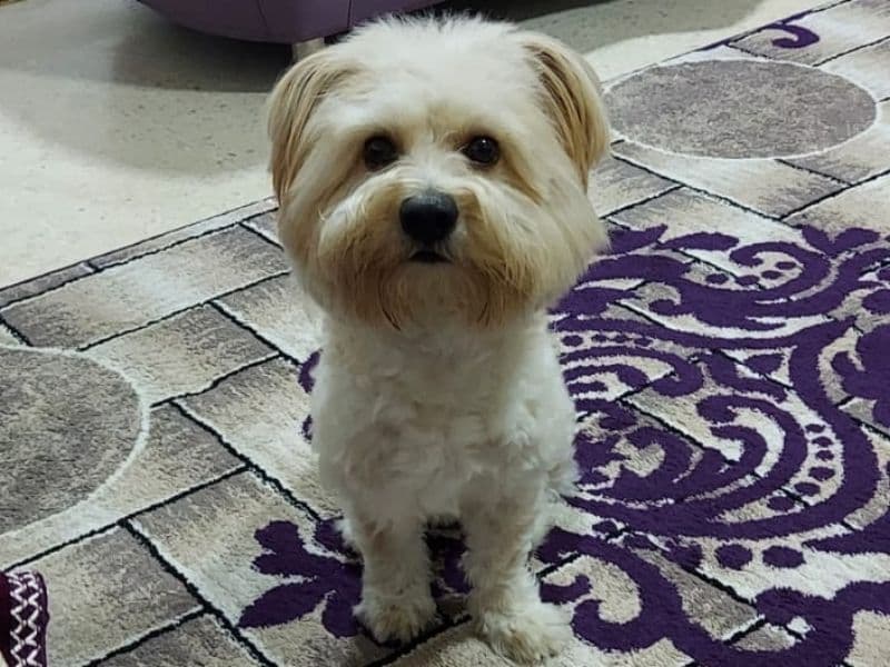 Choco primary photo