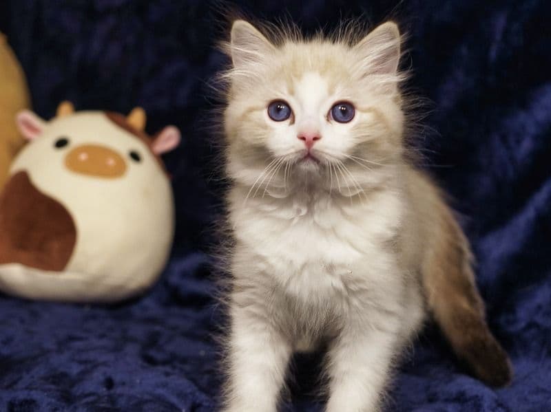 Pip primary photo