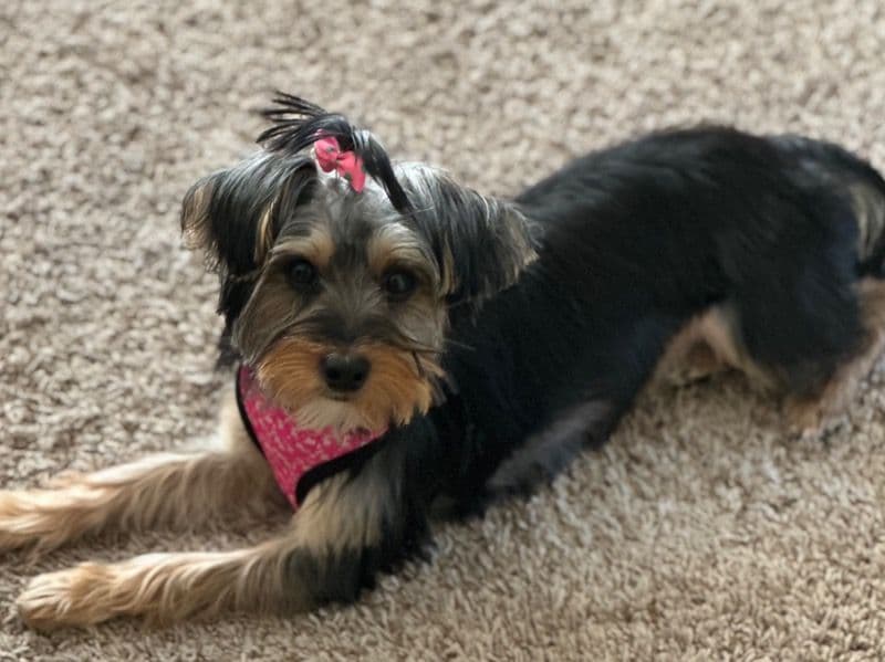 Morkie 2 years old female medium named Winter for breeding in Wayne County, Michigan | Petmeetly