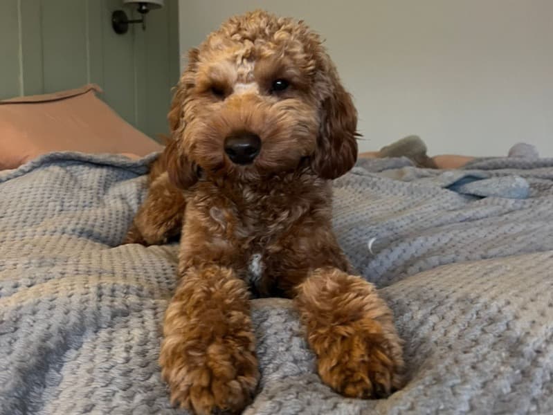 Australian Labrodoodle 1 year 4 months old male medium named Jerry for breeding in Cardiff, Wales | Petmeetly