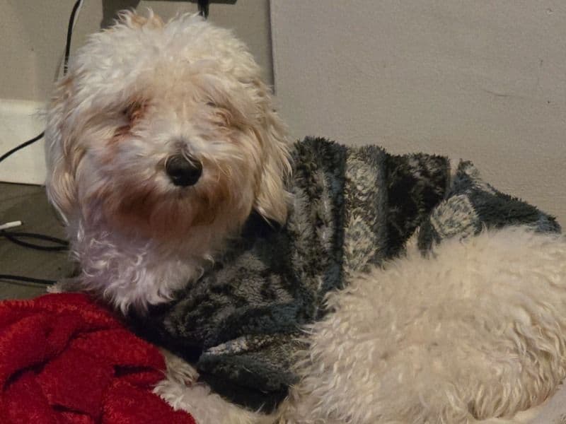 Maltipoo 1 year 1 month old female large named Freya for breeding in West Midlands, England | Petmeetly