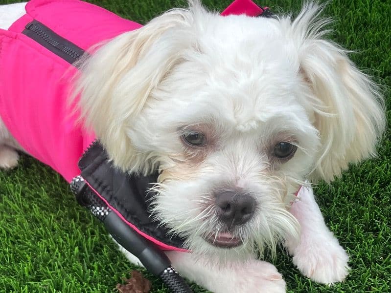 Maltese Shih Tzu 5 months old female small named L. Estrella for adoption in San Diego County, California | Petmeetly
