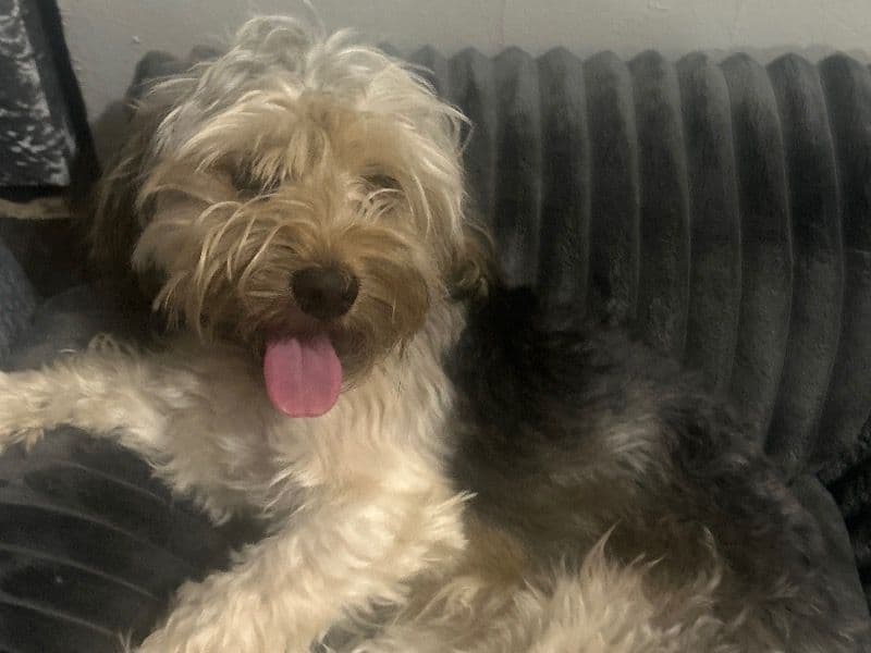 Shorkie 1 year 10 months old male medium named Winnie for breeding in Queens County, New York | Petmeetly
