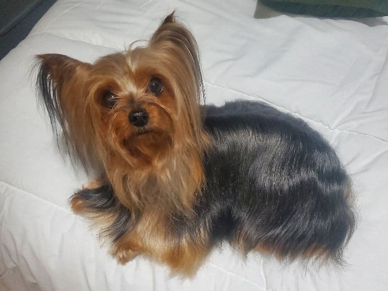 Mia primary photo