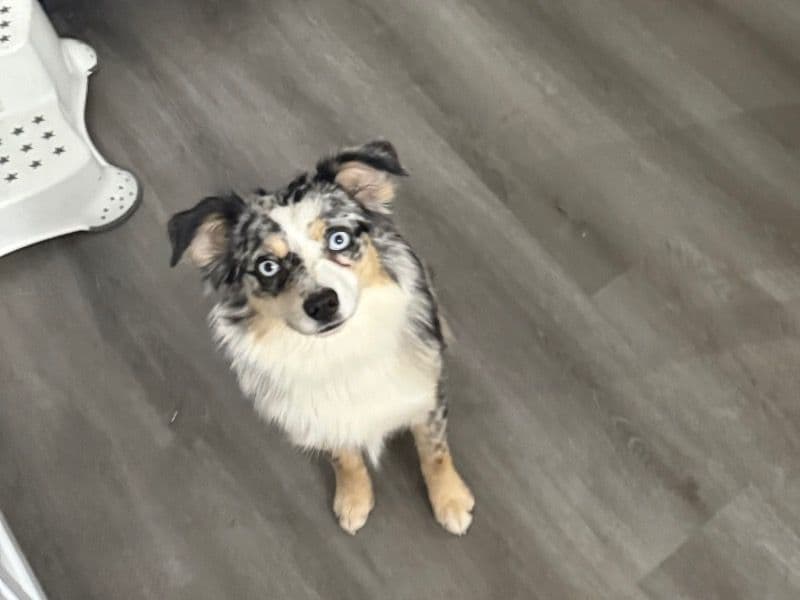 Lily primary photo