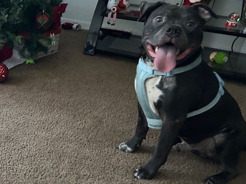 American Bully 1 year old male medium named Blue for sale in Hillsborough County, Florida | Petmeetly