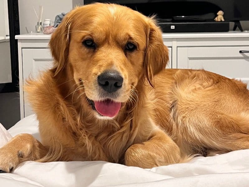Golden Retriever 3 years 1 month old male medium named Koby for breeding in Casey City, Victoria | Petmeetly