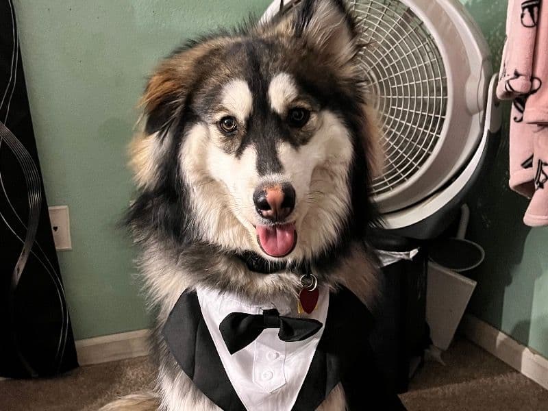 Alaskan Husky 1 year 7 months old male large named Sabueso for breeding in Maricopa County, Arizona | Petmeetly