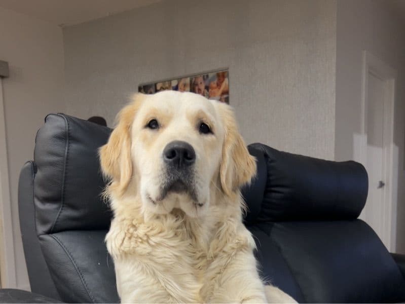 Golden Retriever 2 years old female large named Jenny for breeding in Victoria | Petmeetly