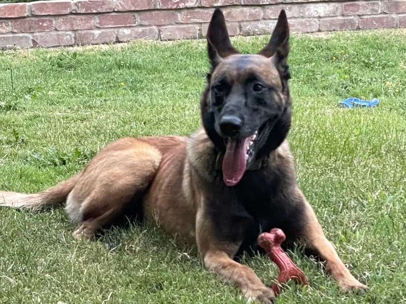 Belgian Malinois 4 years 10 months old male large named Max for breeding in Sacramento County, California | Petmeetly