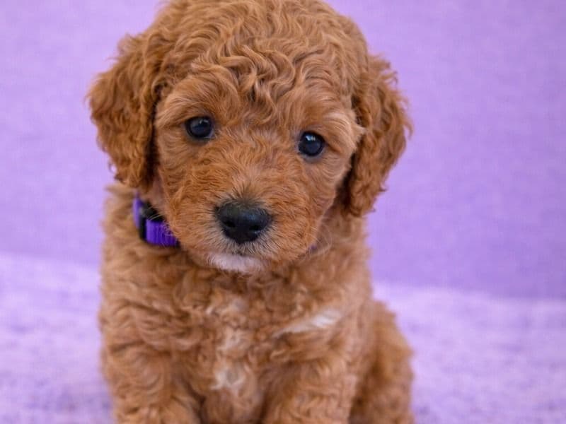 Mini Golden Doodle 1 month old female small named Ms Purple for sale in Miami-Dade County, Florida | Petmeetly