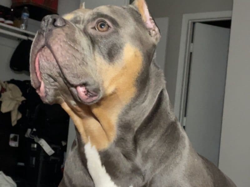 American Bully 5 years old male large named Enzo for breeding in Assumption Parish, Louisiana | Petmeetly