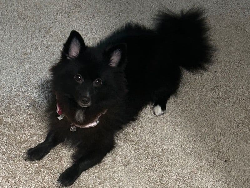 Mimi primary photo