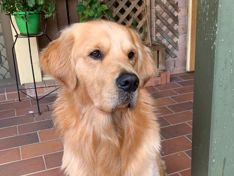 Juno primary photo