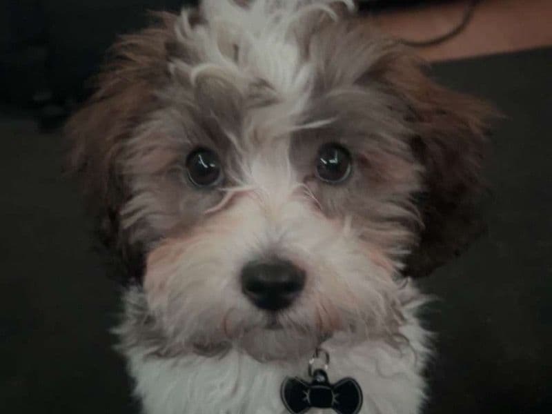 ShihPoo 1 year old male small named Teddy for breeding in Plymouth County, Massachusetts | Petmeetly