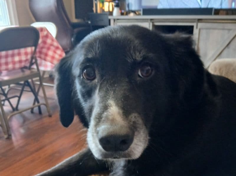 Borador 6 years 4 months old female large named Sage for breeding in Montgomery County, Tennessee | Petmeetly