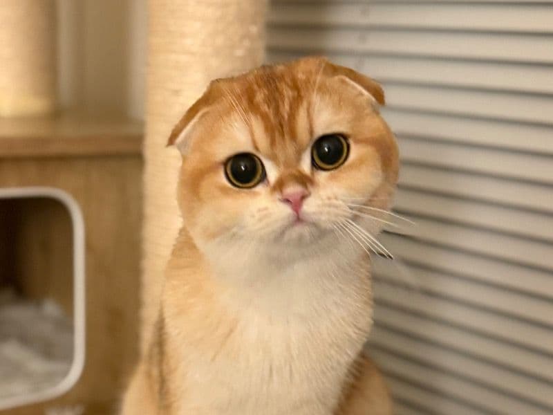 Scottish Fold 1 year 11 months old female named Rhaenyra for breeding in Snohomish County, Washington | Petmeetly