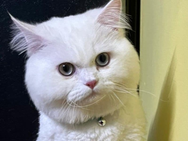 Persian 3 years old male named Snowbell for breeding in Bangalore Division, Karnataka | Petmeetly