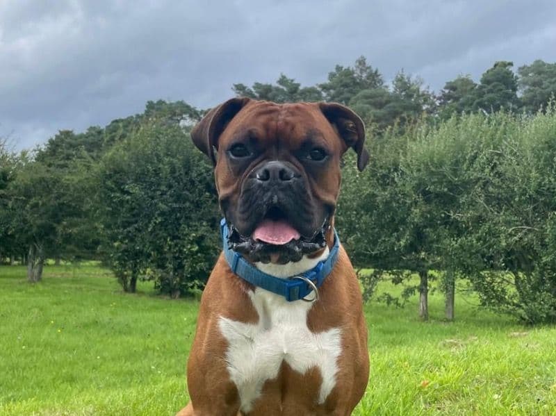 Bruce primary photo