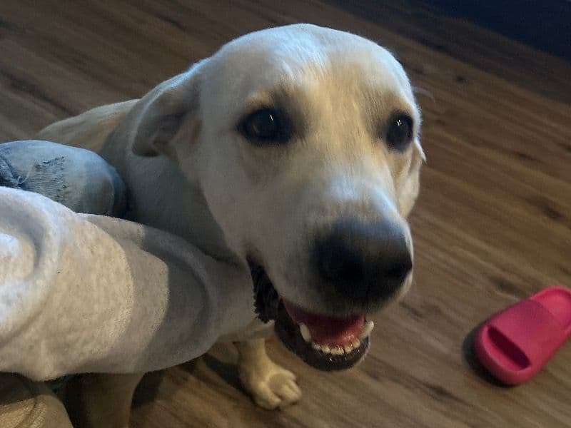 White Labrador Retriever 3 years 1 month old male large named Lucky for breeding in Merced County, California | Petmeetly