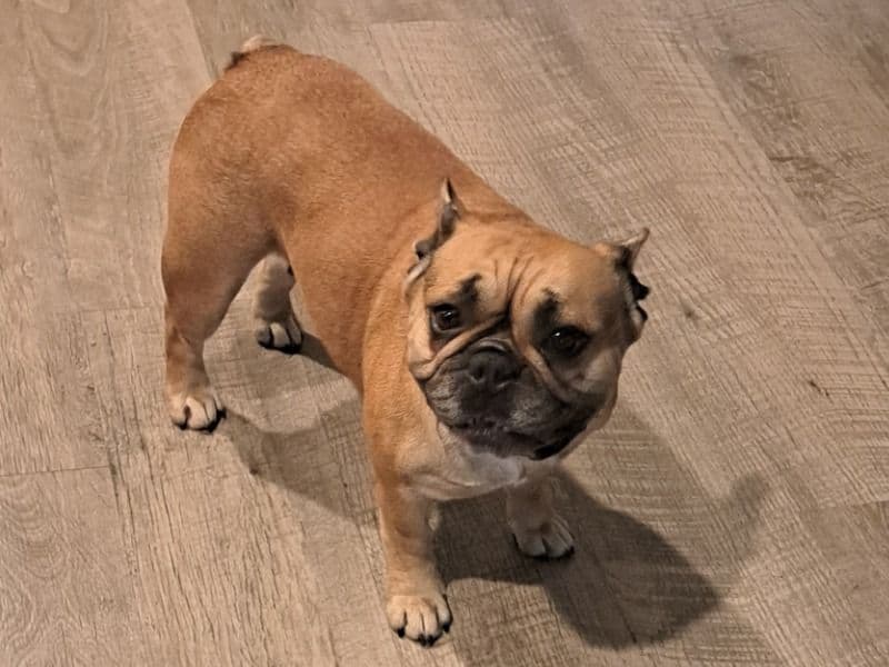 French Bulldog 3 years old female medium named Dazzle for sale in Bay County, Florida | Petmeetly