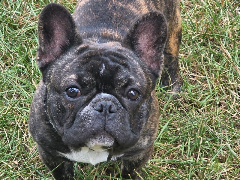 French Bulldog 1 year 3 months old male small named Rubble for breeding in Cass County, Texas | Petmeetly