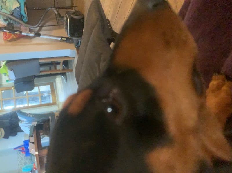 Miniature Dachshund 2 years old male medium named Cooper for breeding in Central Goldfields Shire, Victoria | Petmeetly