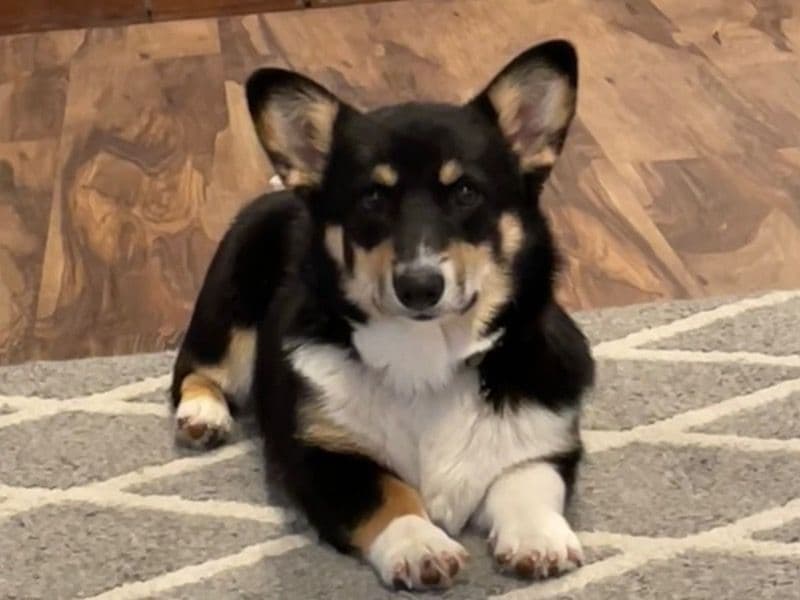 Nova primary photo