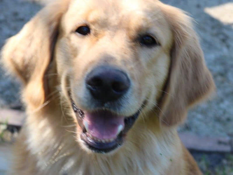 Breezy - Golden Retriever | Petmeetly